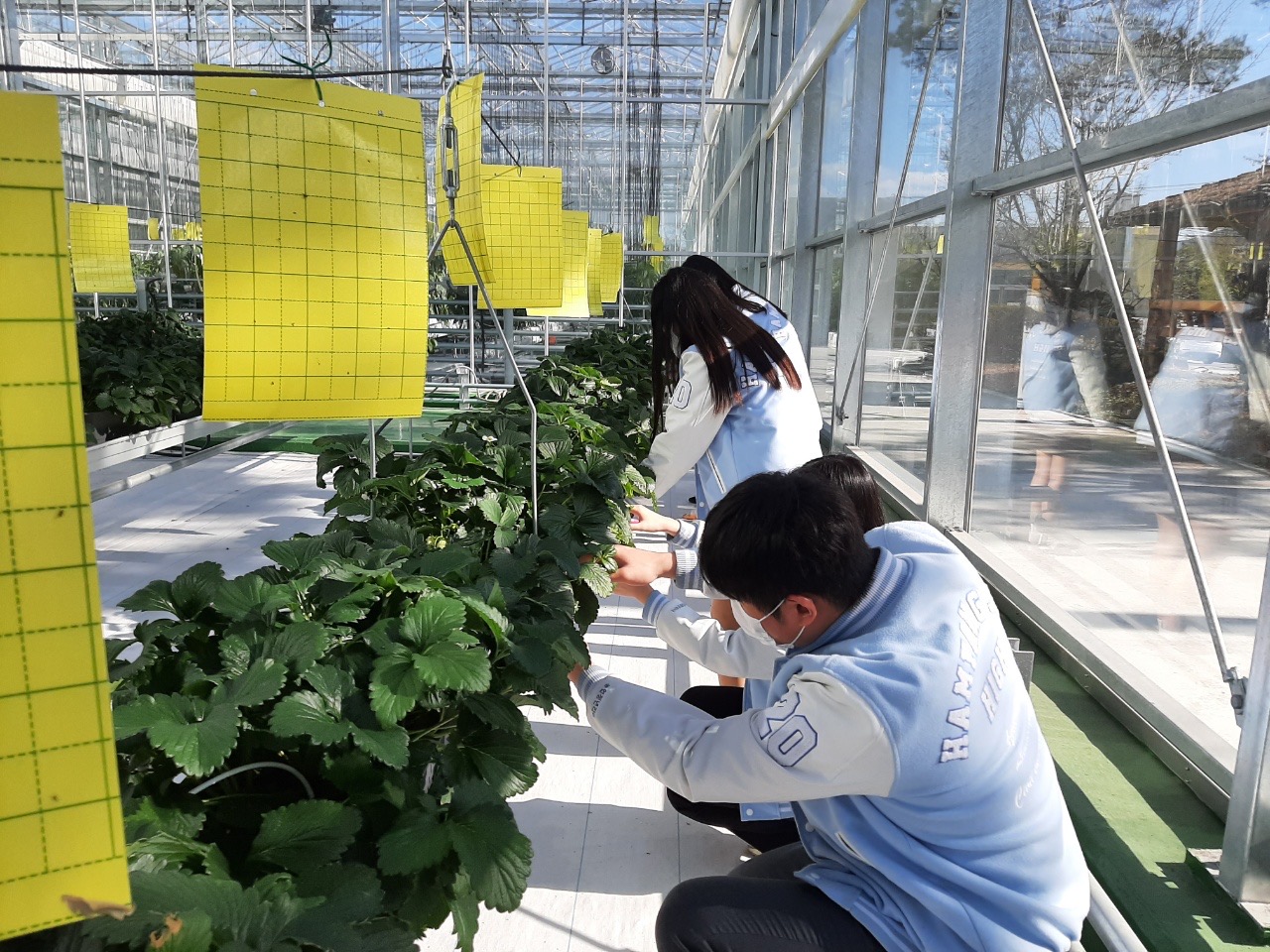 스마트팜에서 딸기 재배 중인 학생들 사진.jpg